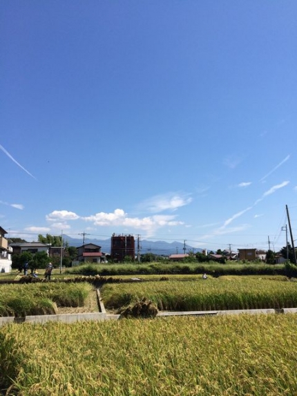 稲刈り2014 (6)