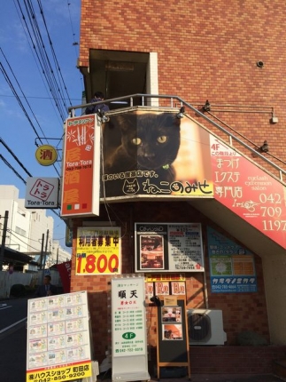 猫カフェ (1)