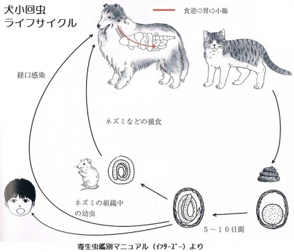 犬小回虫ライフサイクル