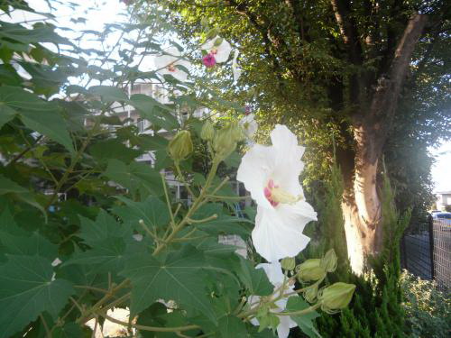 912白い花（木に咲く）①1