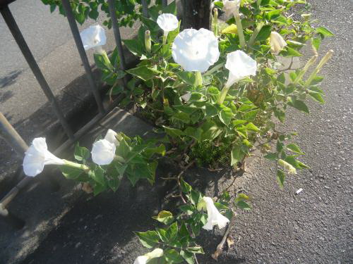 916野辺の白い花