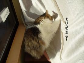 ふうちゃん のこったのこった!
