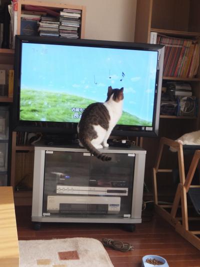 おまさちゃん 音符追いかけ