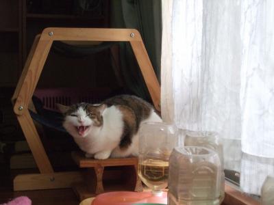 おまさちゃん ニャッカッカッカ!