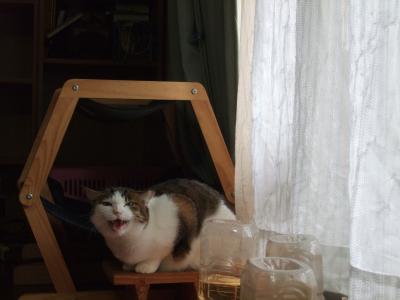 おまさちゃん 再ニャッカッカ!!