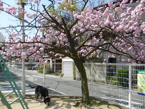 八重桜公園クンクン