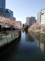 20130321目黒川の桜