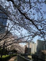 20130321目黒川の桜