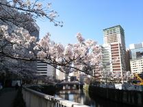 20130321目黒川の桜