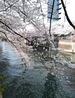 20130328目黒川