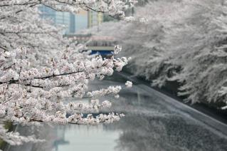 20130329目黒川の桜