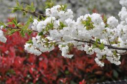 20130329中目黒公園