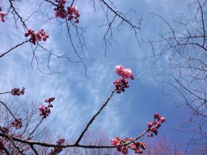 20120221荏原神社 寒緋桜