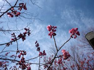 20120221荏原神社 寒緋桜