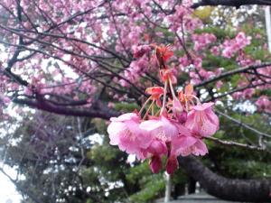 20120227荏原神社 寒緋桜