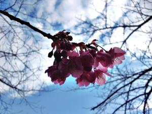 20120227荏原神社 寒緋桜