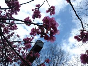 20120227荏原神社 寒緋桜