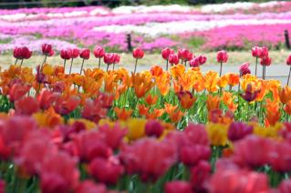 20130416昭和記念公園