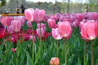 20130416昭和記念公園