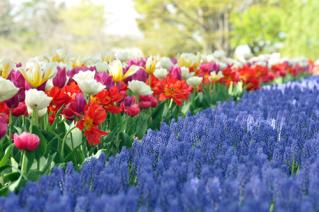 20130416昭和記念公園