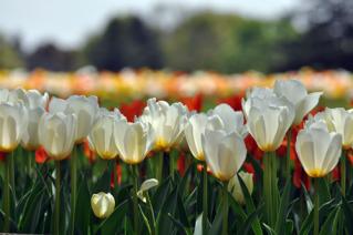 20130416昭和記念公園