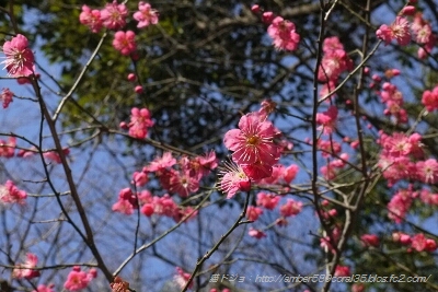 fc2_2013-02-12_22-49-47-815.jpg