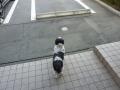 犬