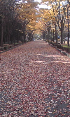 秋の道