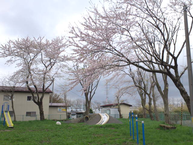 110502公園の桜