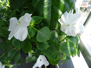 こぼれ花白