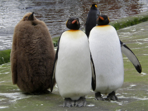 親より巨大に育つヒナ 動物ネタペディア