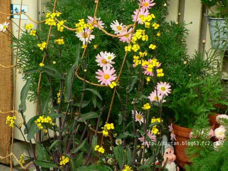 紅菜苔