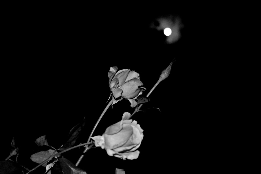 Roses of the Moonlight z