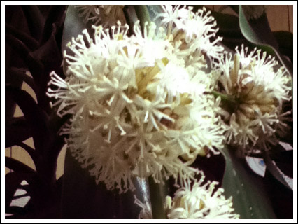 夜の花