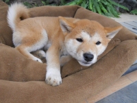 ゴンちゃん