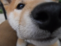ゴンちゃん