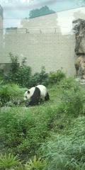 【台北】動物園のパンダ。以外に軽快に動いて遊んでました