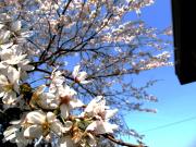 2013-4sakura01.jpg