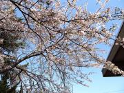 2013-4sakura02.jpg