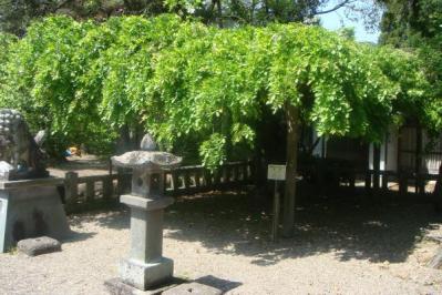 綾部熊野新宮神社にて
