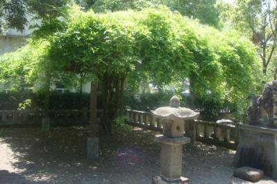 綾部熊野新宮神社にて