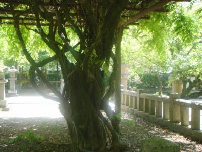 綾部熊野新宮神社にて