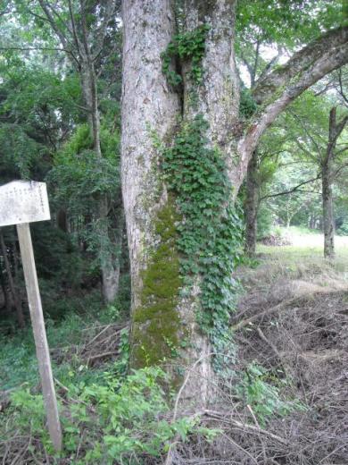 高津八幡宮のケヤキ
