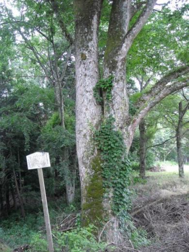 高津八幡宮のケヤキ