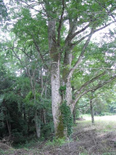 高津八幡宮のケヤキ