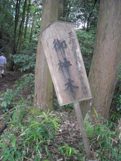 高津八幡宮の御神木のヒノキ