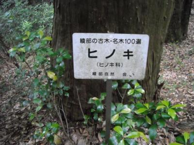 高津八幡宮の御神木のヒノキ