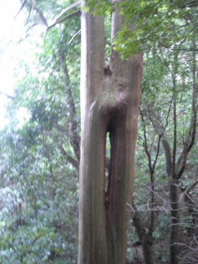 高津八幡宮の御神木のヒノキ