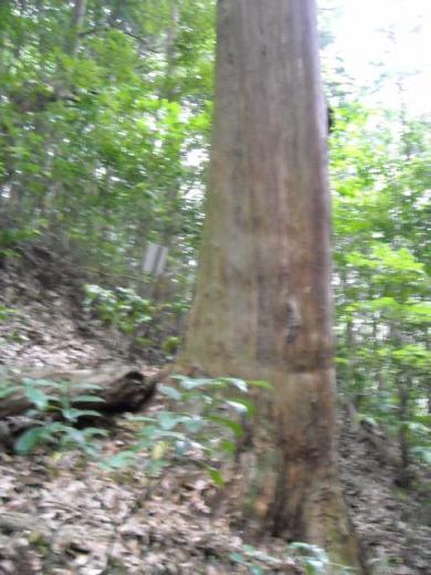 高津八幡宮の御神木のヒノキ