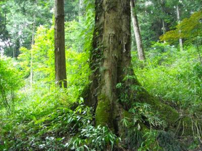 高津八幡宮準古木のケヤキ